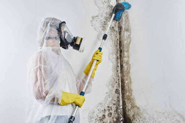 Best Basement Mold Remediation in Eudora, AR