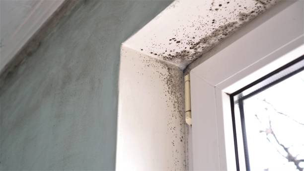 Best Post-Flood Mold Remediation in Eudora, AR