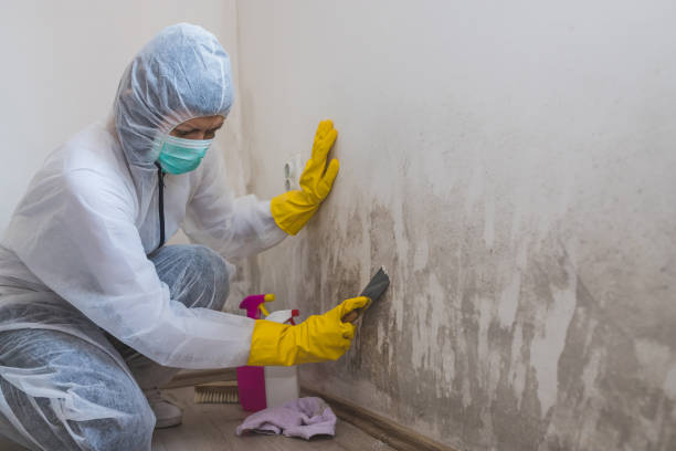 Trusted Eudora, AR Mold Remediation Experts