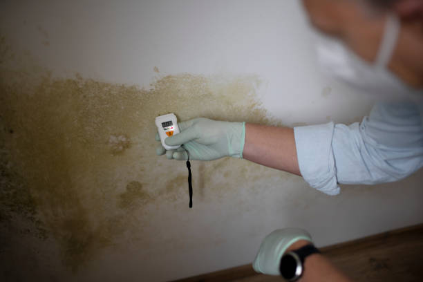 Best Commercial Mold Remediation in Eudora, AR