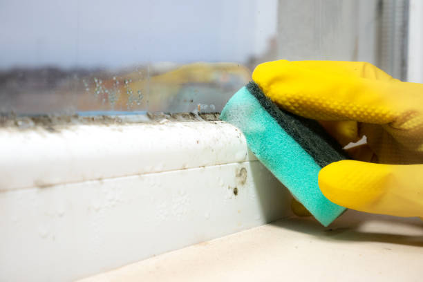 Best Black Mold Remediation in Eudora, AR