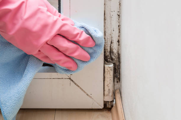 Best Residential Mold Remediation in Eudora, AR