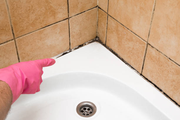 Best Preventive Mold Services in Eudora, AR